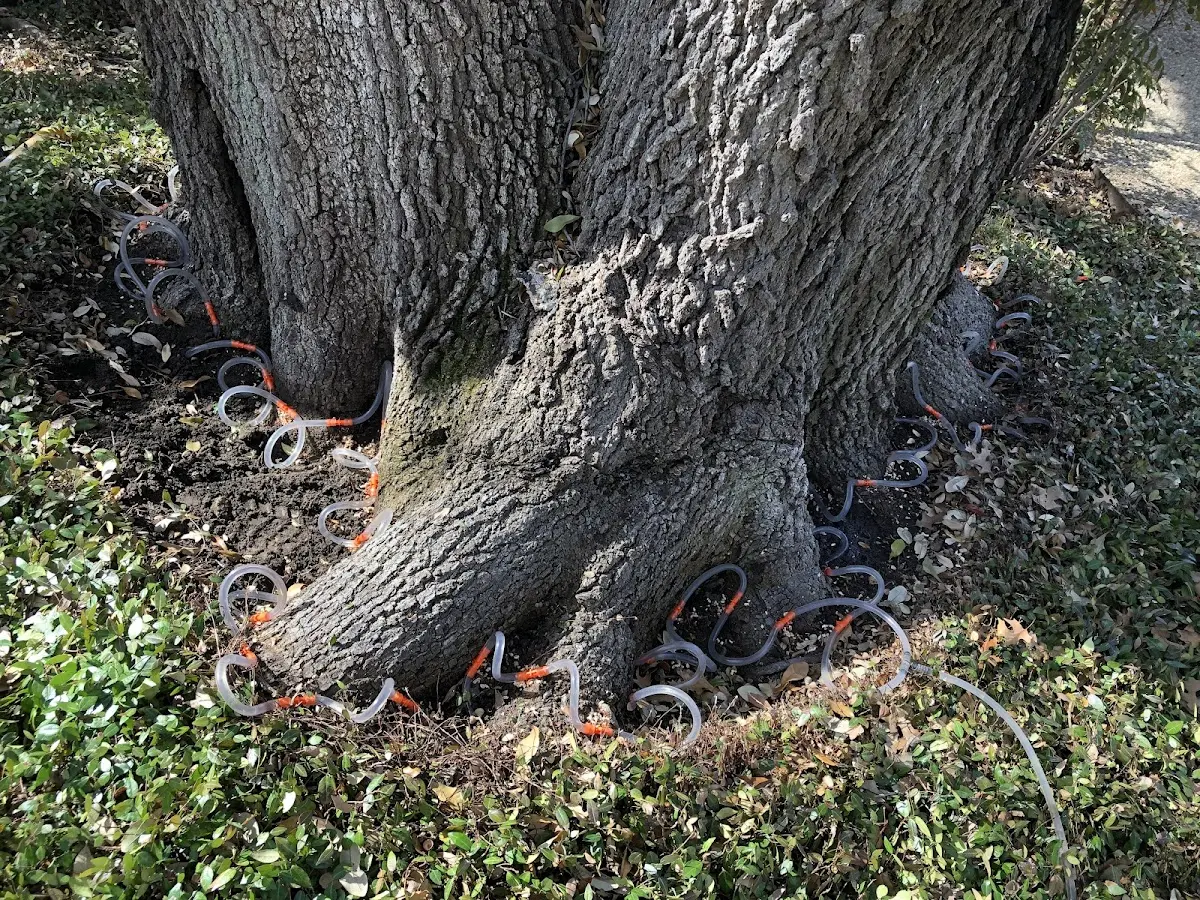 Detailed Tree Cabling and Bracing job site in Pierrepont Manor
