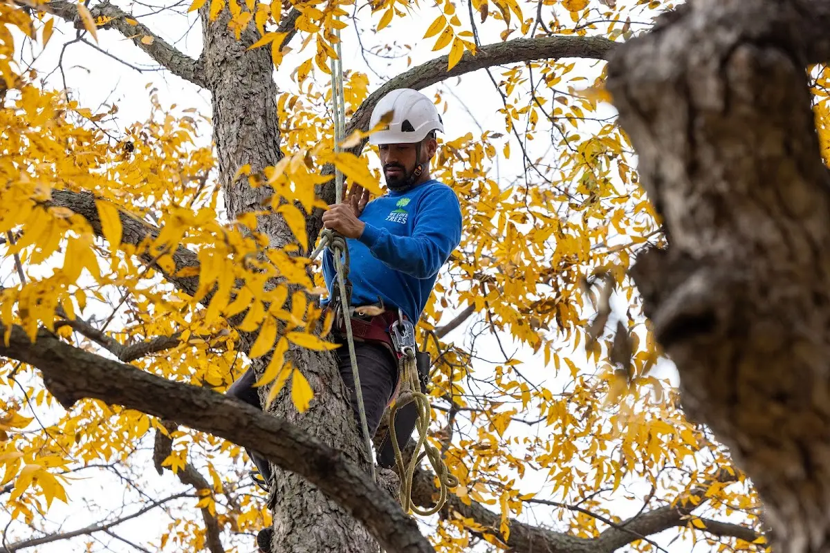 Skilled Tree Planting crew working in Pierrepont Manor
