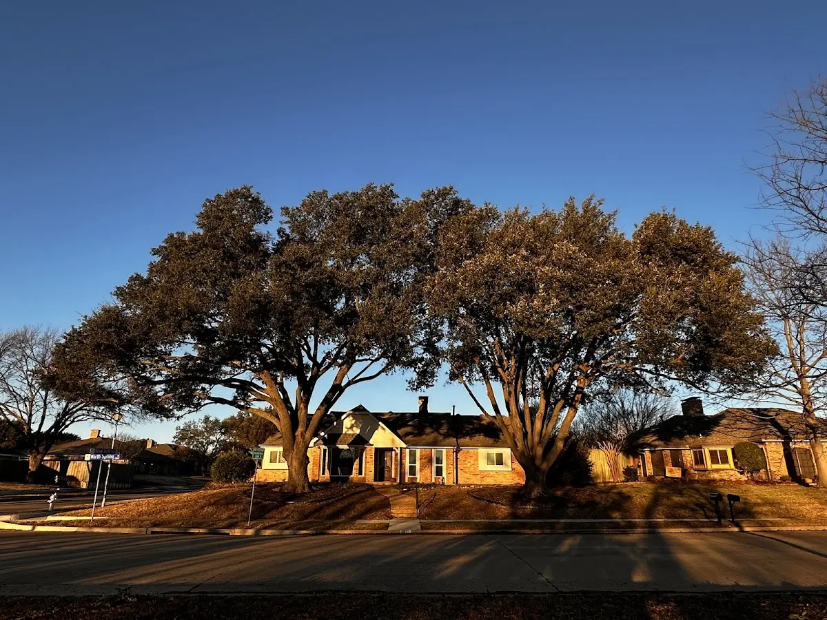 Established residential canopy tree shading a home in Pierrepont Manor